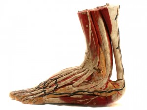 foot muscles and soft tissue